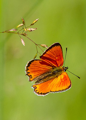 Scarce copper